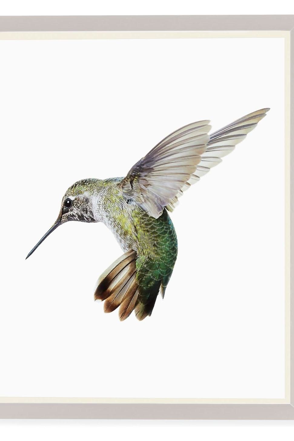 蜂鸟标本，悬停